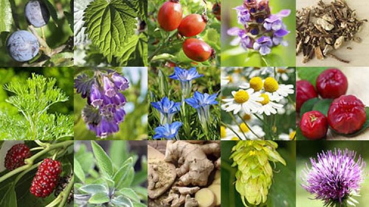 Plant Types to Increase Potency