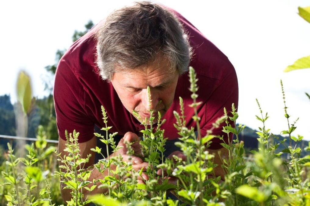 Various herbs help to restore male strength