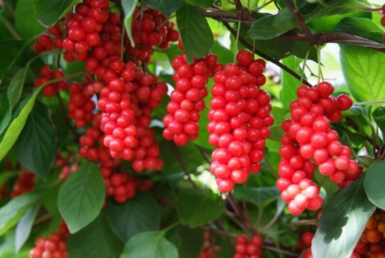 Schizandra to increase potency