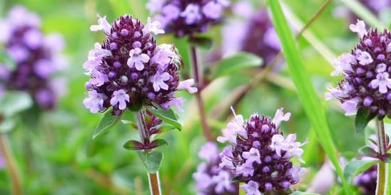 Thyme enhances human sexual power