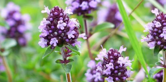 Thyme enhances human sexual power